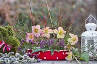 Arrangement de fleurs au début du printemps dans un plateau avec Helleborus niger, Erica et Hedera.