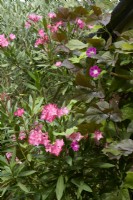 Nerium oleander avec les fleurs roses d'Ipomoea tricolor 'Scarlett O'Hara' et le feuillage foncé de Dolichos lablab