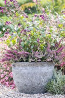 Pot planté de Calluna vulgaris et Salvia 'Love and Wishes'