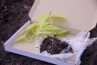 Philodendron micans Tilleul - vente par correspondance de boutures