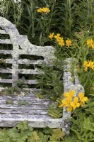 Banc en bois blanc, couvert de lichens avec une floraison jaune d'alstroemeria à côté. La maison du jardin, Yelverton. Été.