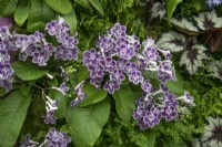 Streptocarpus 'Polka Dot Purple'