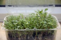 Cultiver des salades de rebord de fenêtre dans des barquettes de fruits rouges réutilisées - mélange de radis - Raphanus sativus et de cresson - Lepidium sativum