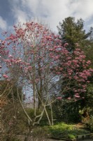 Magnolia sargentiana var. robusta