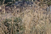 Deschampsia cespitosa 'Goldtau' - Herbe à touffes