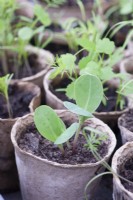 Semis en pots biodégradables