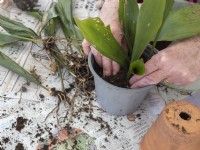 Division Aspidestra - mettre en pot dans du compost frais de petits groupes de plantules