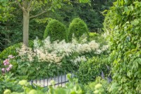 Vue sur les garde-corps pour ombrager le jardin avec des conifères et des bordures d'aruncus à fleurs, août d'été