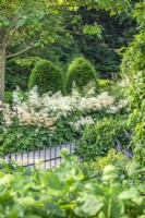 Vue sur les garde-corps pour ombrager le jardin avec des conifères et des bordures d'aruncus à fleurs, août d'été
