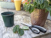Peperomia caperata - Prendre des boutures de feuilles pour propager de nouvelles plantes