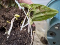Peperomia caperata - Nouvelles plantules avec des systèmes racinaires provenant de boutures de feuilles