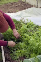 Jardinier enlevant la toison des salades d'hiver et récoltant Mizuna - Brassica rapa nipposinica - Moutarde japonaise