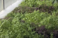 Salade d'hiver Mizuna - Brassica rapa nipposinica - Moutarde japonaise avec toison tirée vers l'arrière