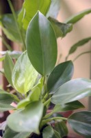 Philodendron 'Princesse Verte'