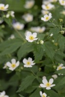 Ranunculus aconitifolius - Boutons de célibataire blancs