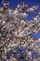 Prunus 'Tai Haku' grand cerisier à fleurs blanc