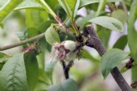 Prunus 'Avalon Pride' Peach avec fruits noués début avril