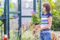 Femme portant un pot d'anémones dans une serre