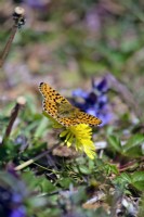 Bordé de perles Fritillary - papillon Boloria euphrosyne - nectar sur Taraxacum officinale - Pissenlit, Dartmoor, Devon, UK