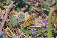 Papillon fritillaire bordé de perles - Boloria euphrosyne - ponte sur ou à proximité de Dog Violet - Viola riviniana feuillage Dartmoor, Devon, UK