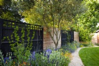 Chemin incurvé à côté du parterre de fleurs avec Olea, Campanula persicifolia, Geum 'Totally tangerine' et Achillea par une clôture en bois noire.