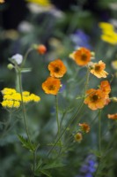 Geum 'Totalement Mandarine'