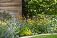 Parterre de fleurs mixte avec Geum 'Totally Tangerine' et Campanula persicifolia par clôture en bois.