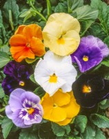 Viola x wittrockiana Atlas mix, printemps mai. Couleurs individuelles dans le mélange