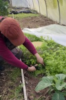 Jardinier enlevant la toison des salades d'hiver et récoltant Mizuna - Brassica rapa nipposinica - Moutarde japonaise