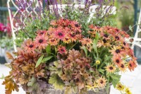 Grand pot planté de Heucherella 'Hopscotch', Rudbeckia 'Enchanted Embers' et Salvia 'Caradonna'