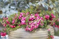 Pot à Gaultheria mucronata 'Mascula' sur une table de jardin en métal