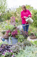 Femme arrosant un grand pot planté de Delphinium 'Highlander Flamenco', Salvia 'Rockin Fuchsia', Erica gracillis, Heuchera 'Chocolate Ruffles', Stipa arundinacea et Ivy hedera