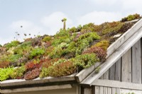 Verdissement du toit avec des plantes succulentes, été juillet