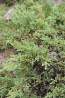Juniperus horizontalis 'Prince de Galles' - Genévrier