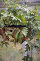 Cissus rhombifolia 'Ellen Danica' poussant dans un panier suspendu