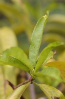 Tetranychus urticae - Symptômes du tétranyque rouge sur le pêcher - Prunus persica poussant sous abri - nouvelle croissance moins endommagée suite à un amortissement régulier du feuillage