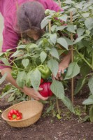 Capsicum annum - poivron rouge - cultivé à partir de graines conservées à partir de fruits achetés et récolté par une femme jardinier