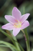 Zephyrantes carinata syn. Z. grandiflora
