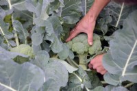 Jardinier récoltant Brassica oleracea botrytis 'Stromboli' - Calabrese ou Brocolli