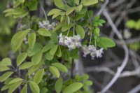 Akebia quinata sous forme de crème