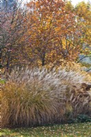 Miscanthus sinensis 'Kleine Silberspinne', Calamagrostis brachytricha et Hortensia.