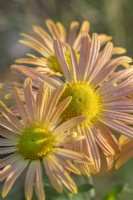 Chrysanthème 'Mary Stoker' floraison en automne - septembre