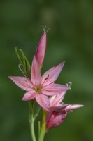 Hesperantha coccinea 'Pink Marg' floraison en automne - septembre