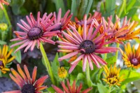 Rudbeckie 'Summerina Electra Shock'