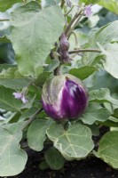 Solanum melongena 'Rosa Bianca' - Aubergine 'Rosa Bianca'