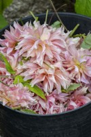 Fleurs de Dahlia 'Penhill pastèque' épuisées dans un trug