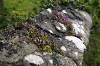 Linaire à feuilles de lierre - Cymbalaria muralis poussant dans un mur de pierre