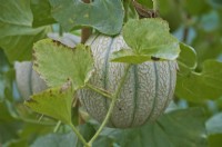Melon - Cucumis melo 'Malaga'