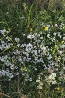 Asperula cynanchica - Squinancywort poussant sur des terres calcaires