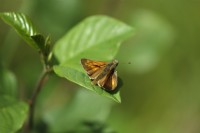 Grand Skipper Butterfly - Ochlodes sylvanus sur feuille de nerprun aulne - Frangula alnus